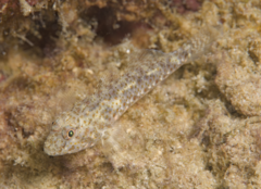 Shoulderspot Goby photo 2