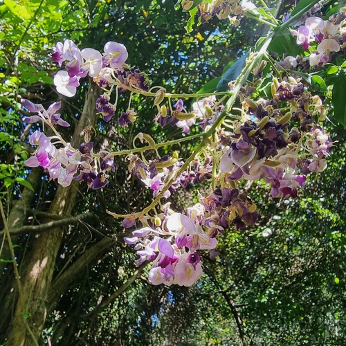 Austrocallerya megasperma