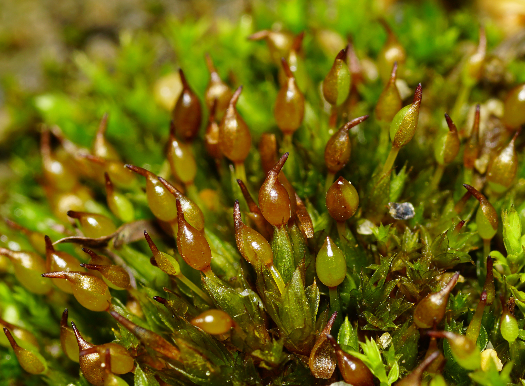 Tortula protobryoides