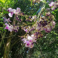 Austrocallerya megasperma, photograph Martin Rady, CC BY, iNaturalist via GBIF