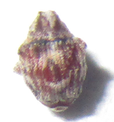 Ceutorhynchinae