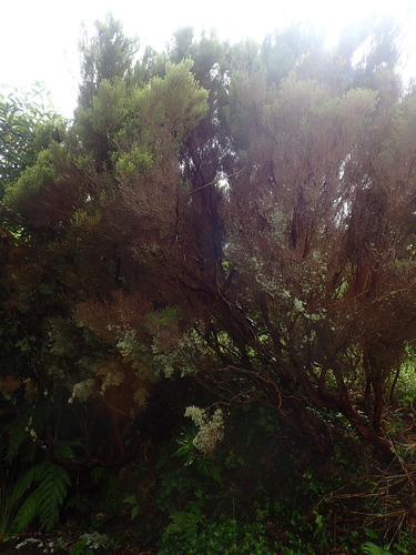 Image of Azorean Heather (Erica azorica) by (c) Julien Renoult, some rights reserved (CC BY)