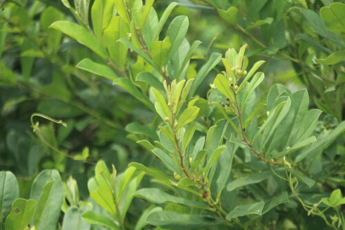 Argyreia cuneata (Argyreia cuneata)