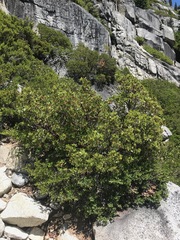 Arctostaphylos patula