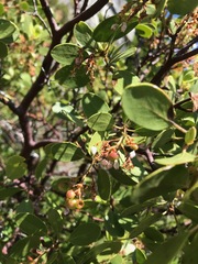 Arctostaphylos patula