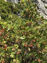 Arctostaphylos patula