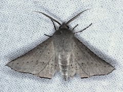 Oenochroma subustaria