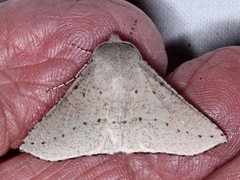 Oenochroma subustaria