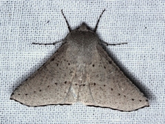 Oenochroma subustaria