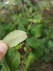 Cotoneaster niger