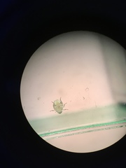 Insecta