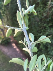 Insecta