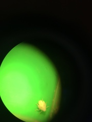 Insecta