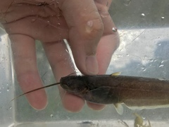 Pterocryptis anomala