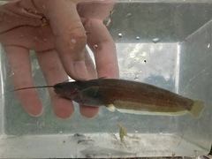 Pterocryptis anomala