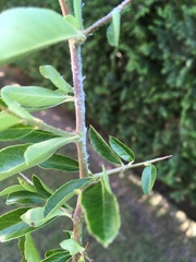 Insecta