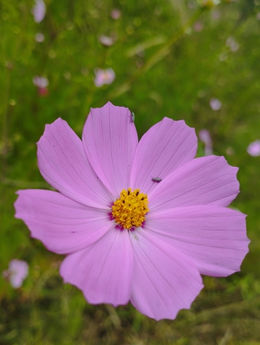 Cosmos bipinnatus