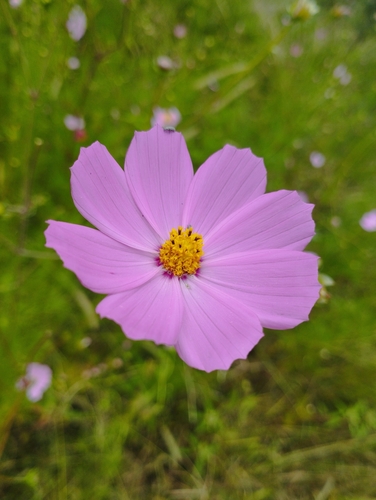 Cosmos bipinnatus
