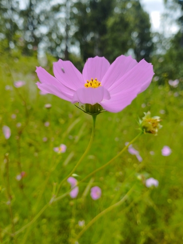 Cosmos bipinnatus