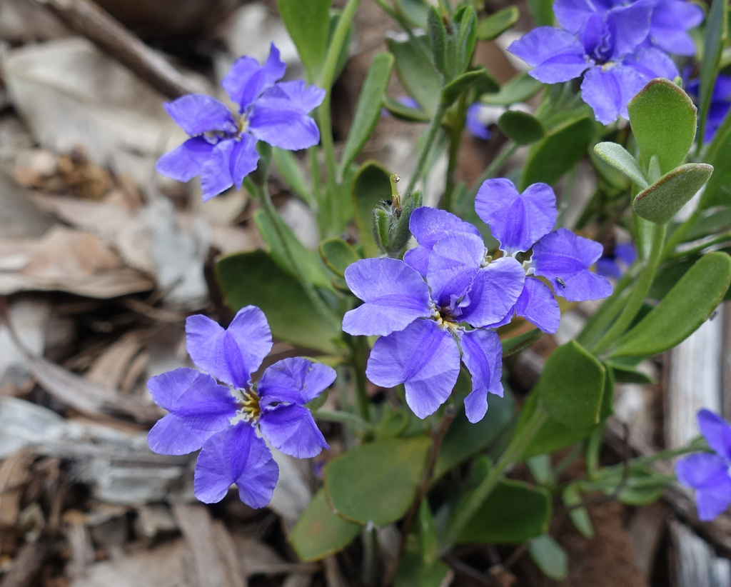 Common Dampiera