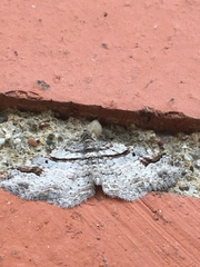 Costaconvexa