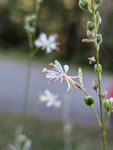 Slenderstalk Beeblossom (Oenothera filipes)