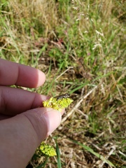 Leptarthrus brevirostris