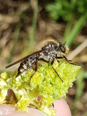 Leptarthrus brevirostris