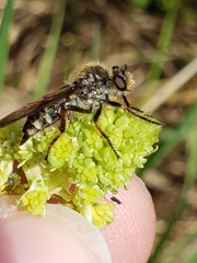 Leptarthrus brevirostris