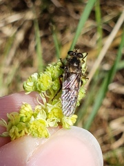 Leptarthrus brevirostris