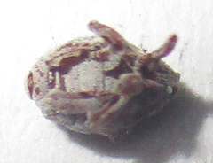 Ceutorhynchinae