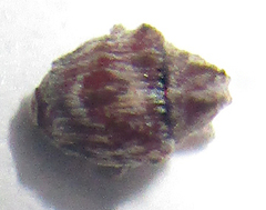 Ceutorhynchinae