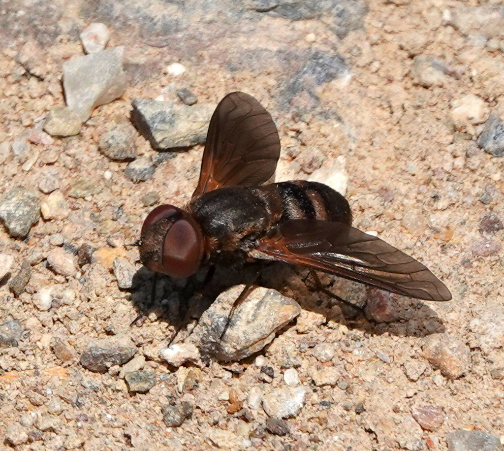 Atrichochira commoni