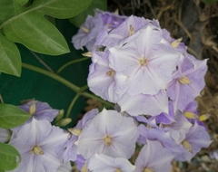 Solanum wendlandii
