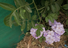 Solanum wendlandii