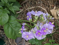 Solanum wendlandii