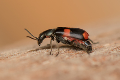 Anthocomus fasciatus
