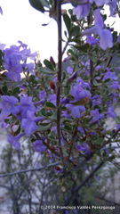 Leucophyllum laevigatum