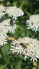 Symmorphus bifasciatus