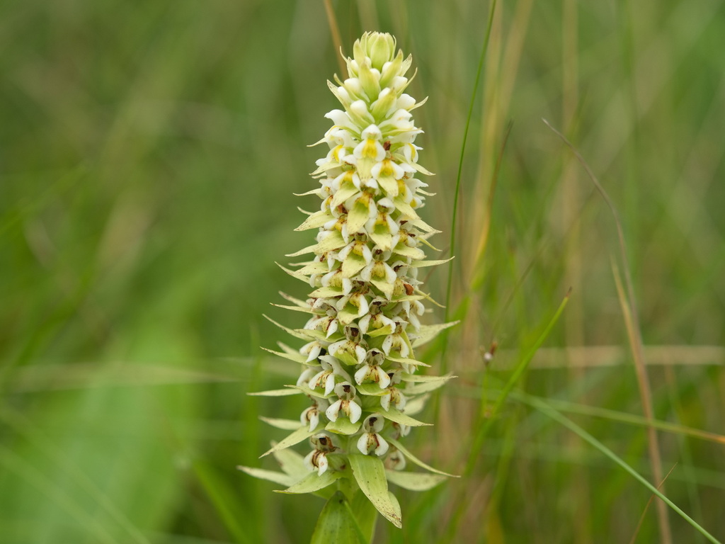 Satyrium trinerve