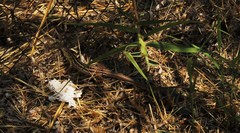 Lacerta diplochondrodes cariensis