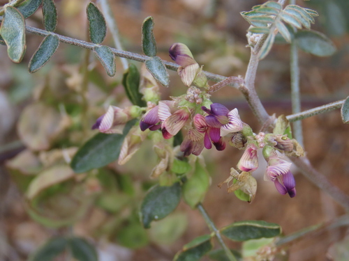 Image of Lessertia benguellensis by no rights reserved