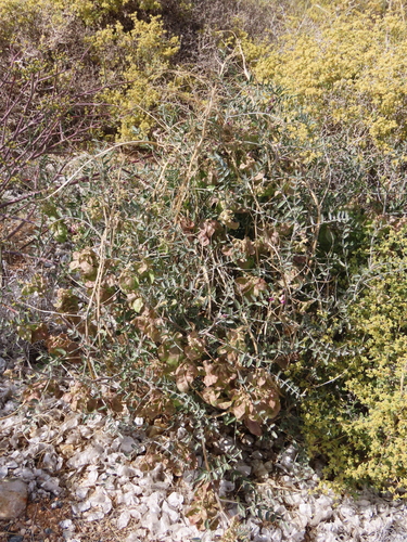 Image of Benguelan Bubblepod (Lessertia benguellensis) by no rights reserved