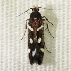 Chionodes naevus