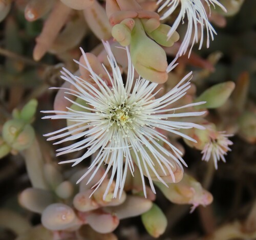 Mesembryanthemum tetragonum