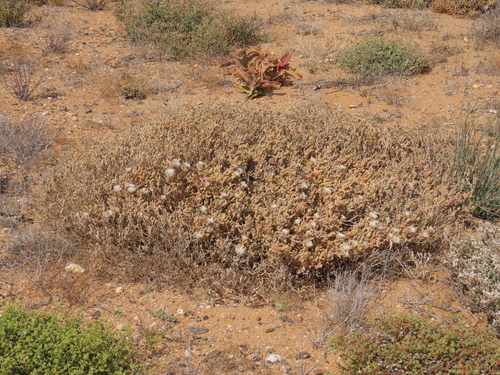 Image of Mesembryanthemum tetragonum by no rights reserved