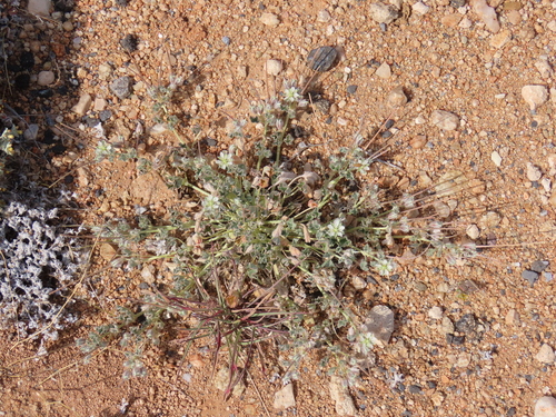 Monsonia deserticola