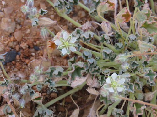 Monsonia deserticola