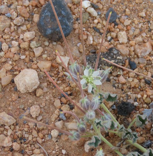 Monsonia deserticola