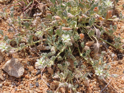 Monsonia deserticola